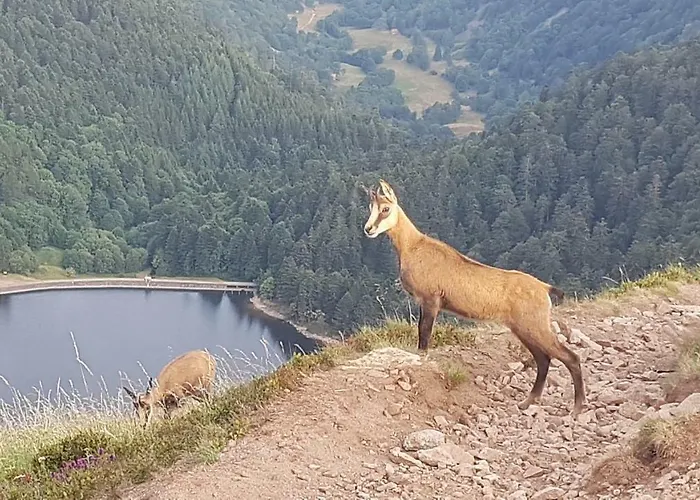 Naturezenkota بيت للعطل
